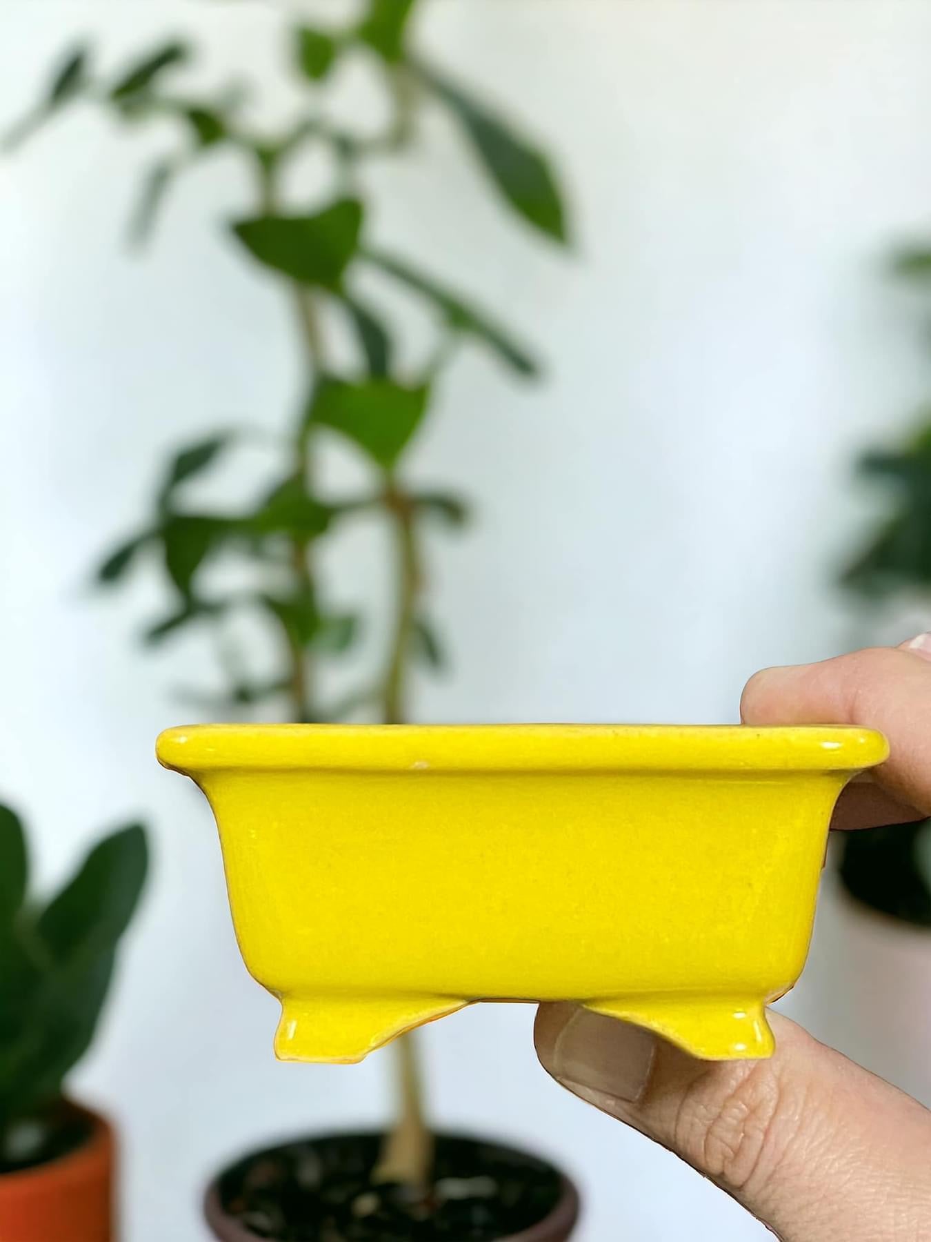 Shozan - Yellow Glazed Footed Rectangle Bonsai Pot (3-1/2” wide)