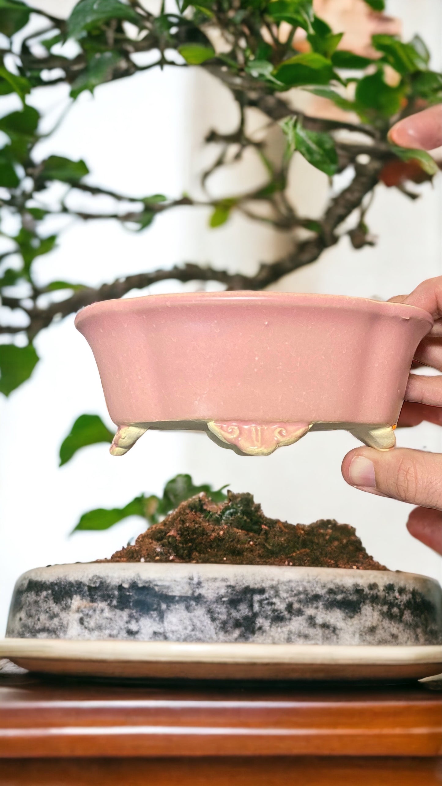Shibakatsu - Glazed Pink Mokko Style Bonsai Pot (6-3/8" wide)
