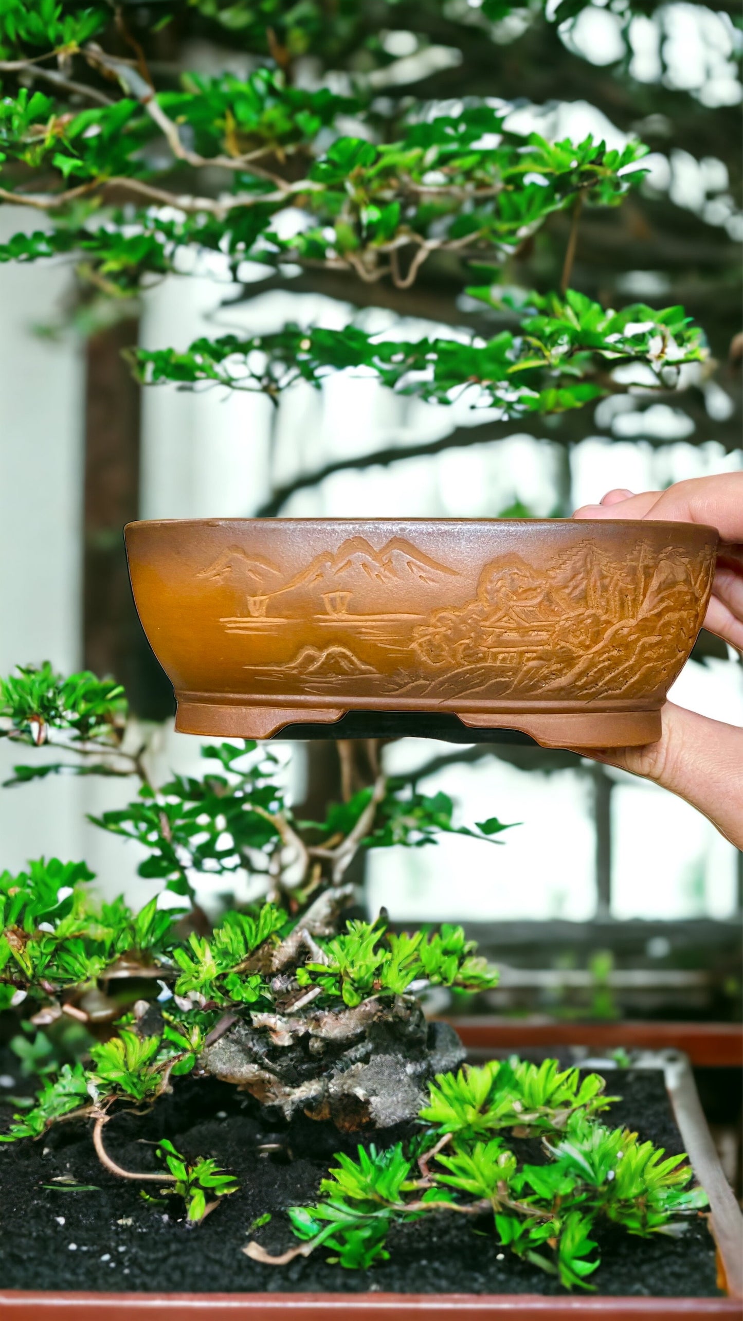 Bigei - Beautiful Relief Carved Style Bonsai Pot