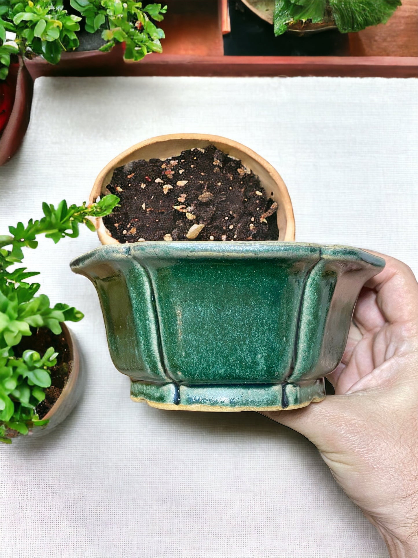 Shibakatsu - Green Glazed Traditional Flower Style Bonsai Pot (6-1/4" wide)