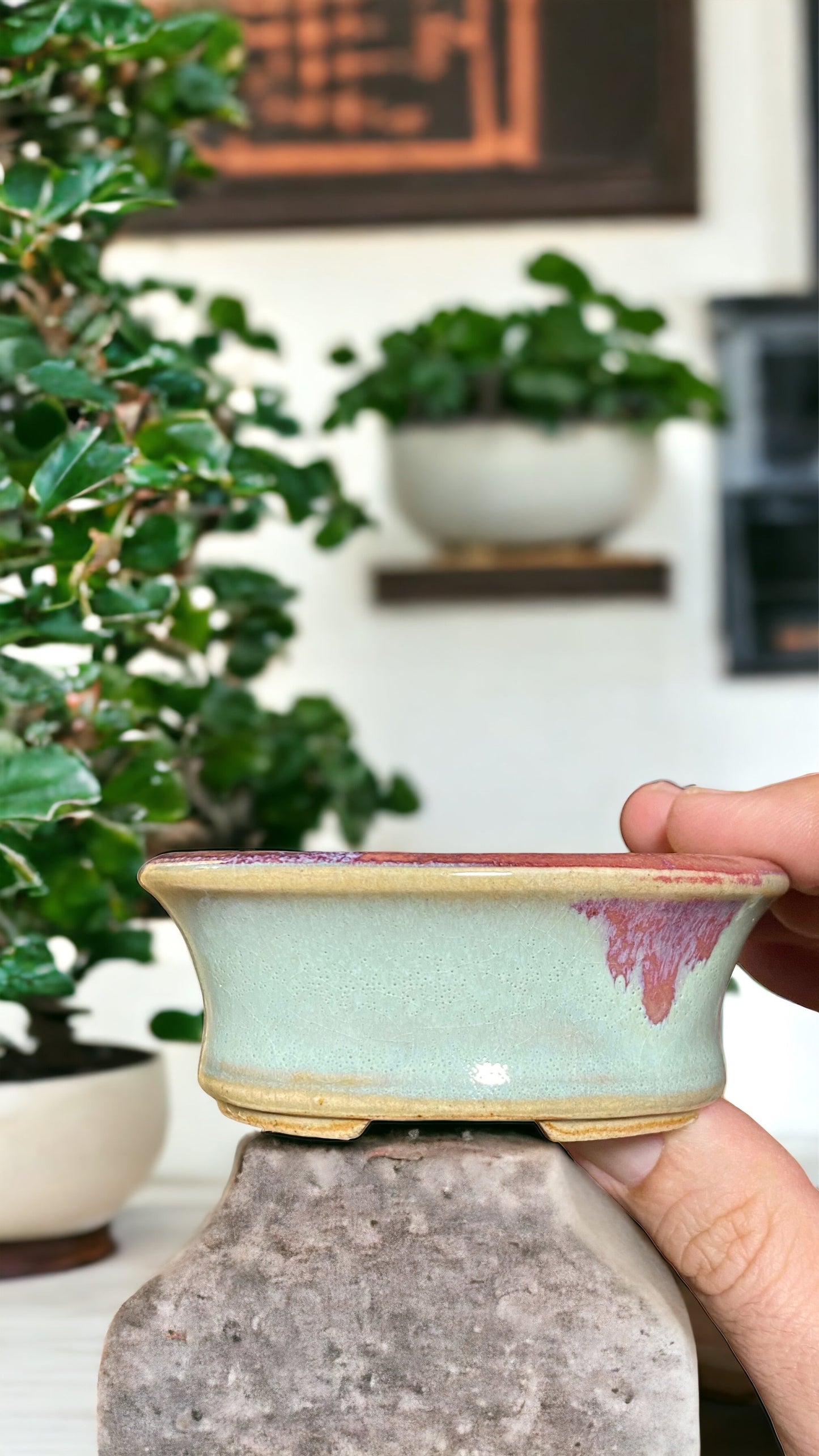 Eimei - Dual Color Crackle Glazed Bonsai Pot (3-1/2" wide)