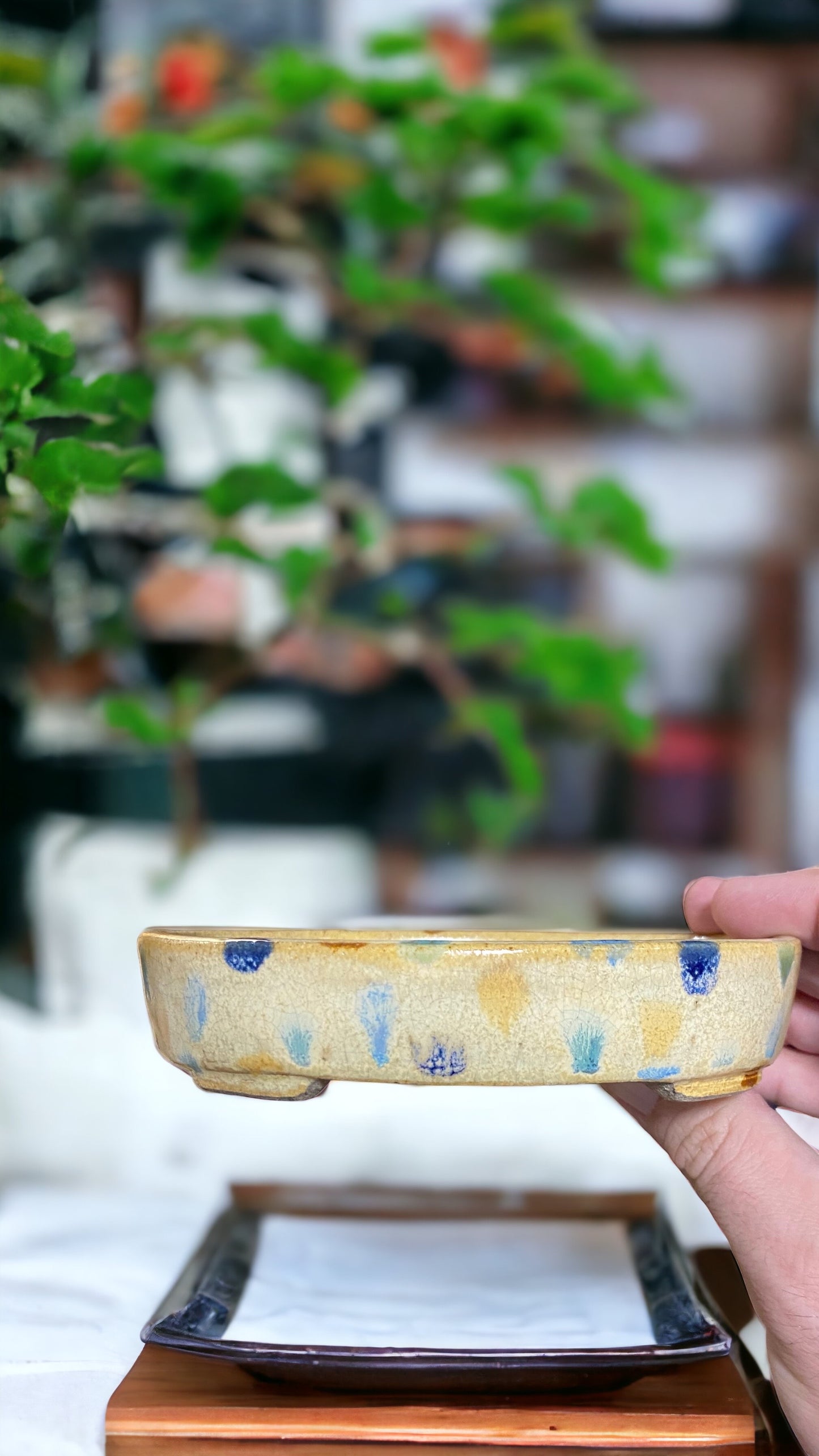 Satomi Terahata - Polka-Dot Glazed Oval Bonsai or Accent Pot (5-1/2" wide)