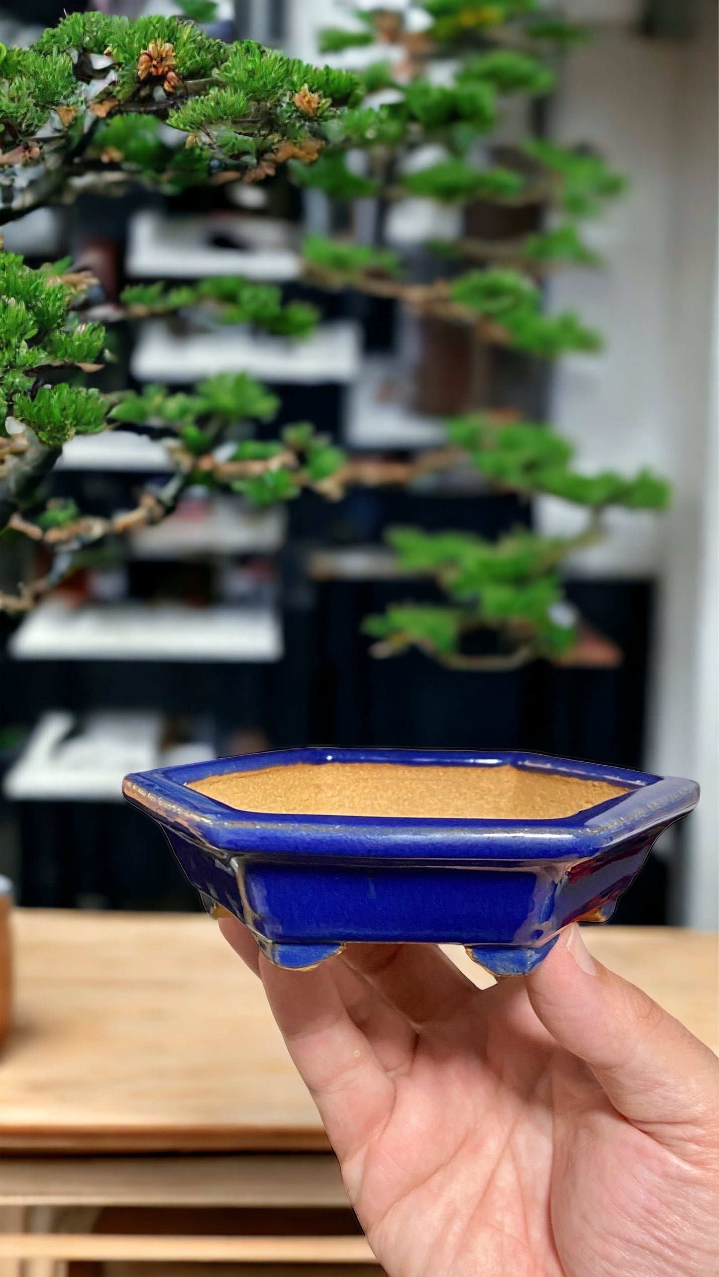 Ikko - Stellar Blue Glazed Hexagon Bonsai or Accent Pot (5-1/4” wide)