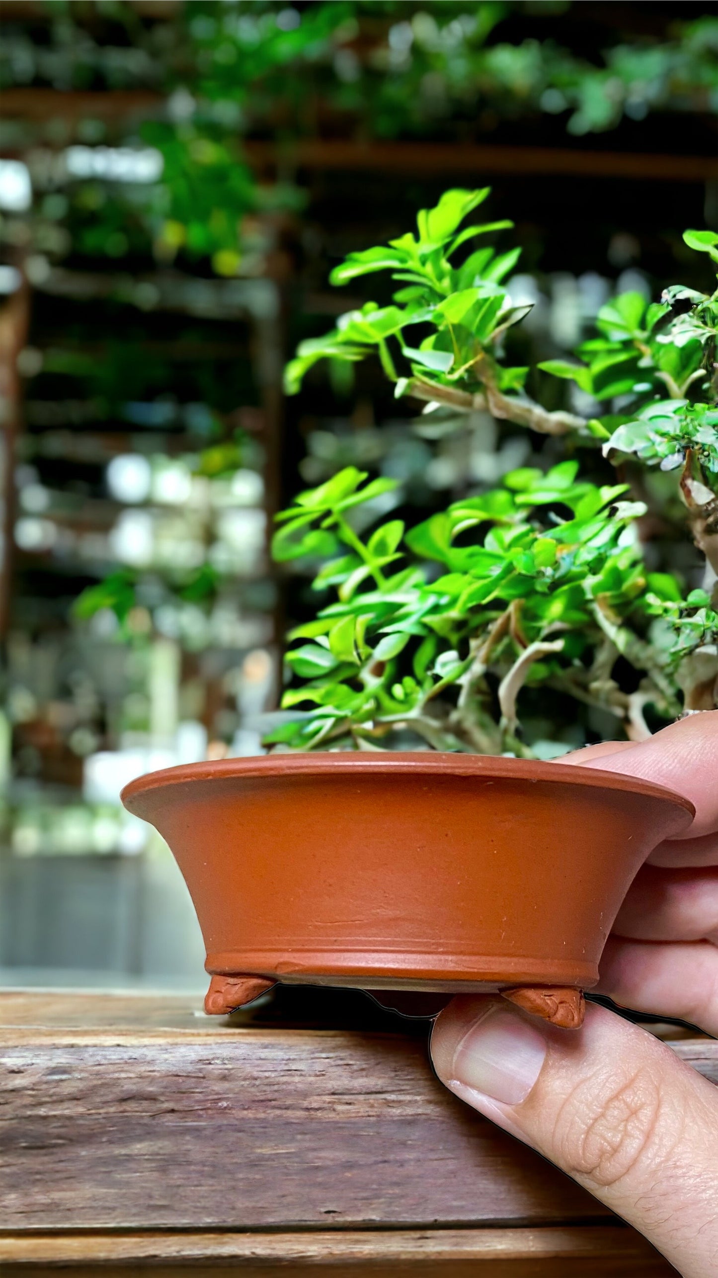 Bigei - Small Unglazed Footed Round Bonsai Pot (3-1/4" wide)