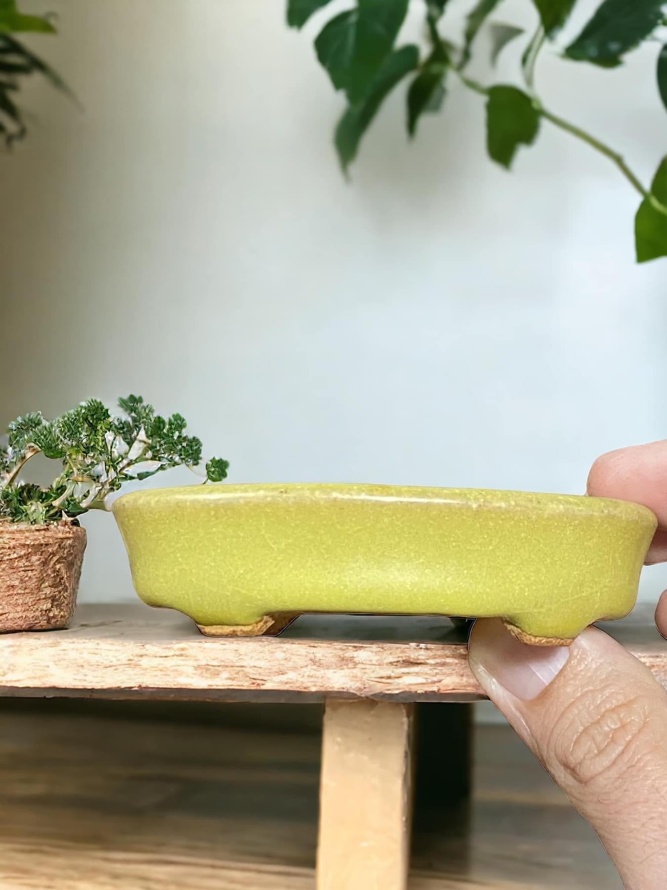 Hattori - Rare Older Yellow Oval Bonsai Pot (3-3/4" wide)