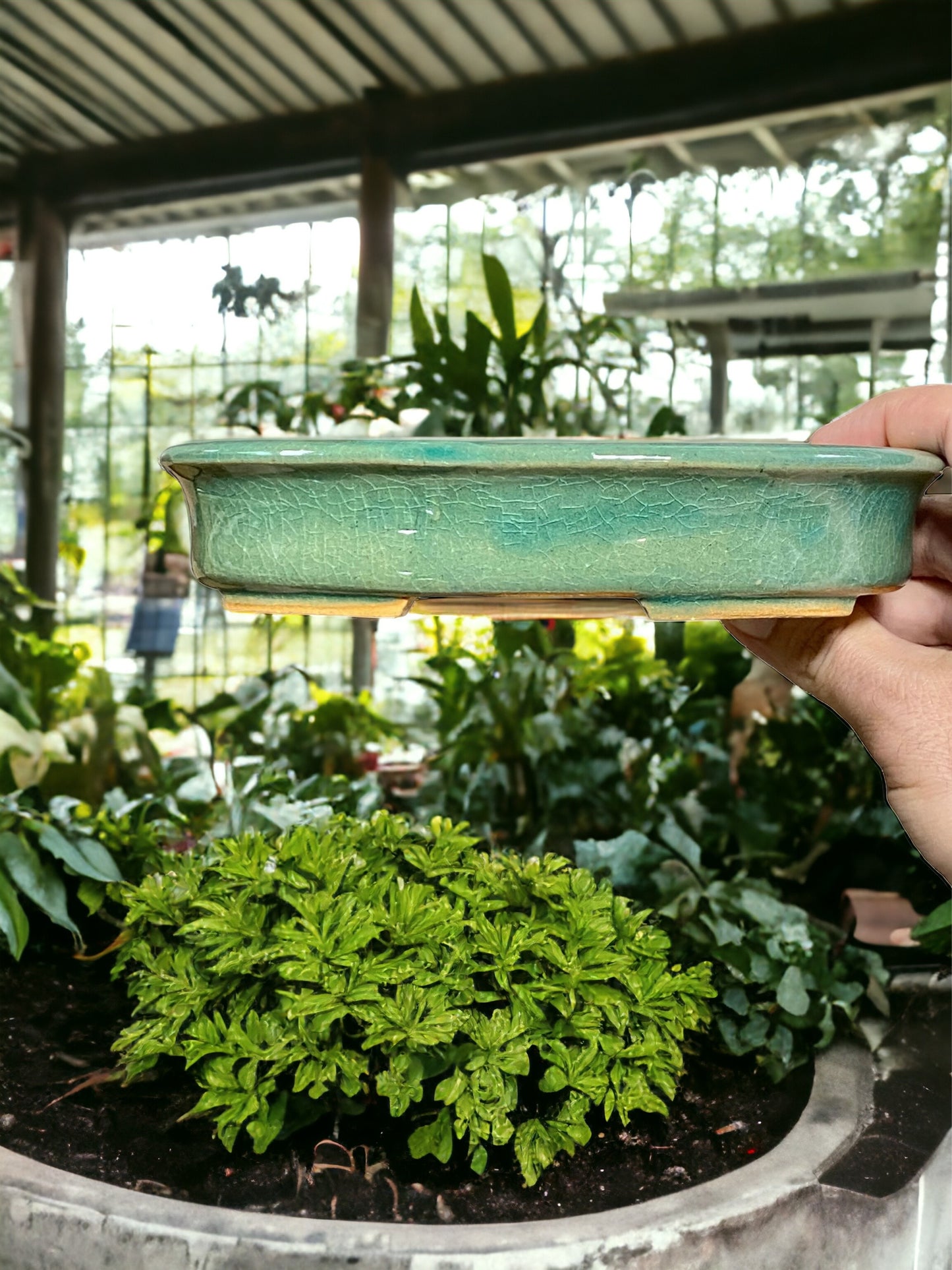 Shibakatsu - Stellar Crackle Glazed Oval Style Bonsai Pot (7-11/16" wide)