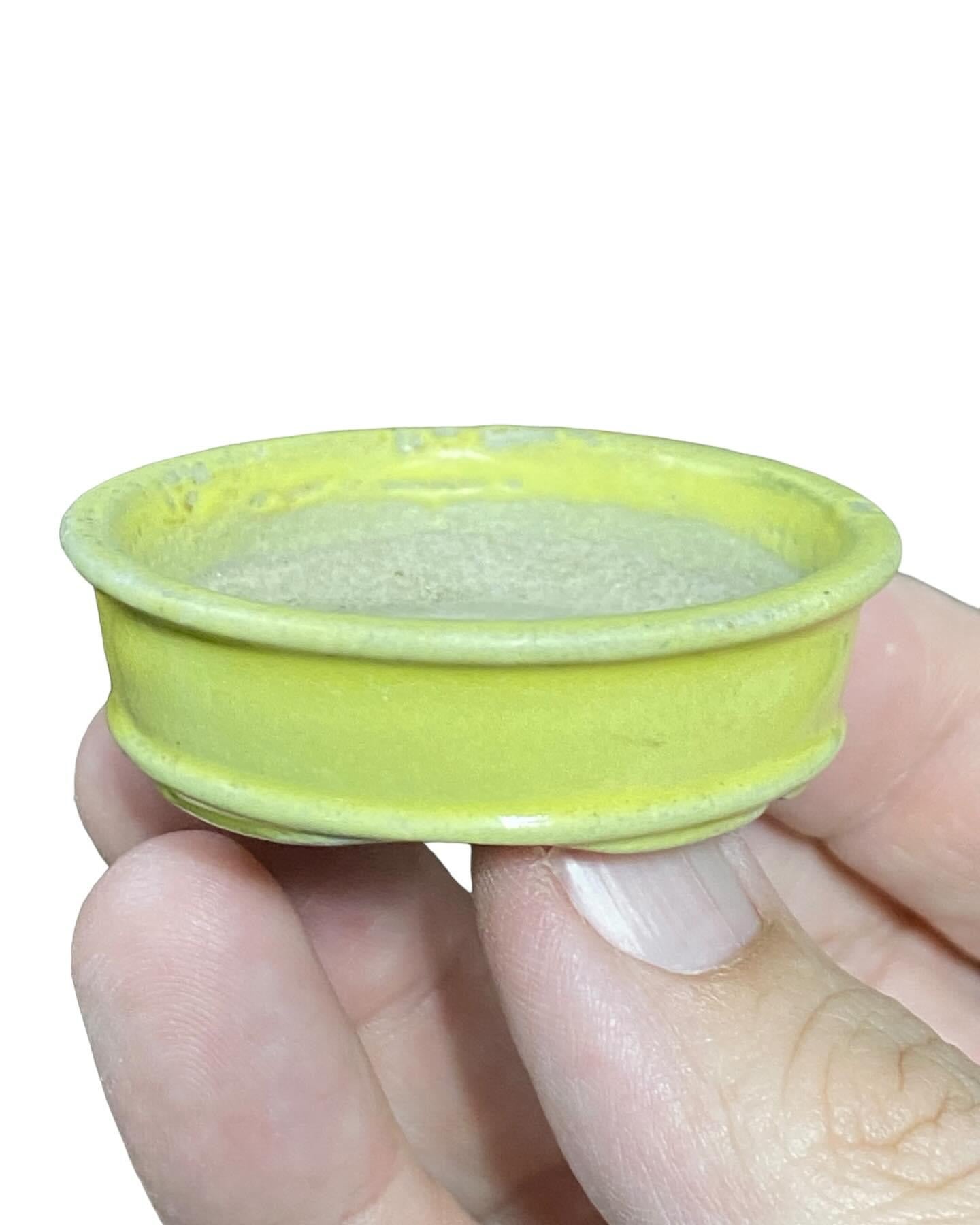 Katu - Bright Yellow Mame Bonsai Pot (2-1/8” wide)