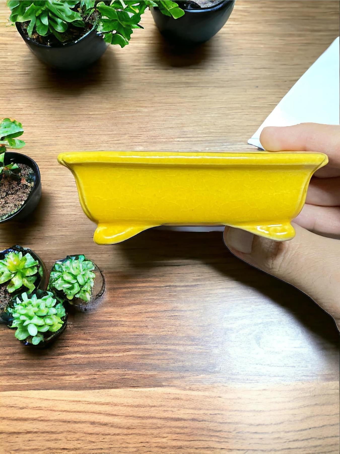 Koyo - Yellow Subtle Crackle Glazed Rectangle Bonsai Pot (4-1/8" wide)