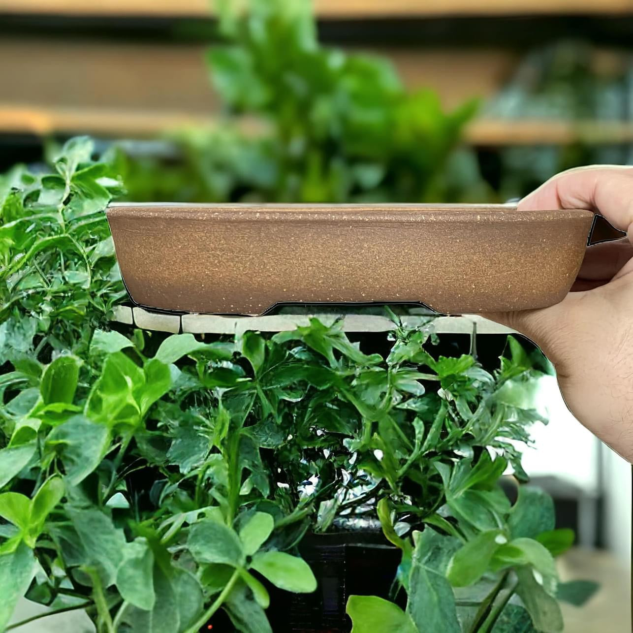 Mazan - Large High Quality Oval Bonsai Pot (8-3/4" wide)