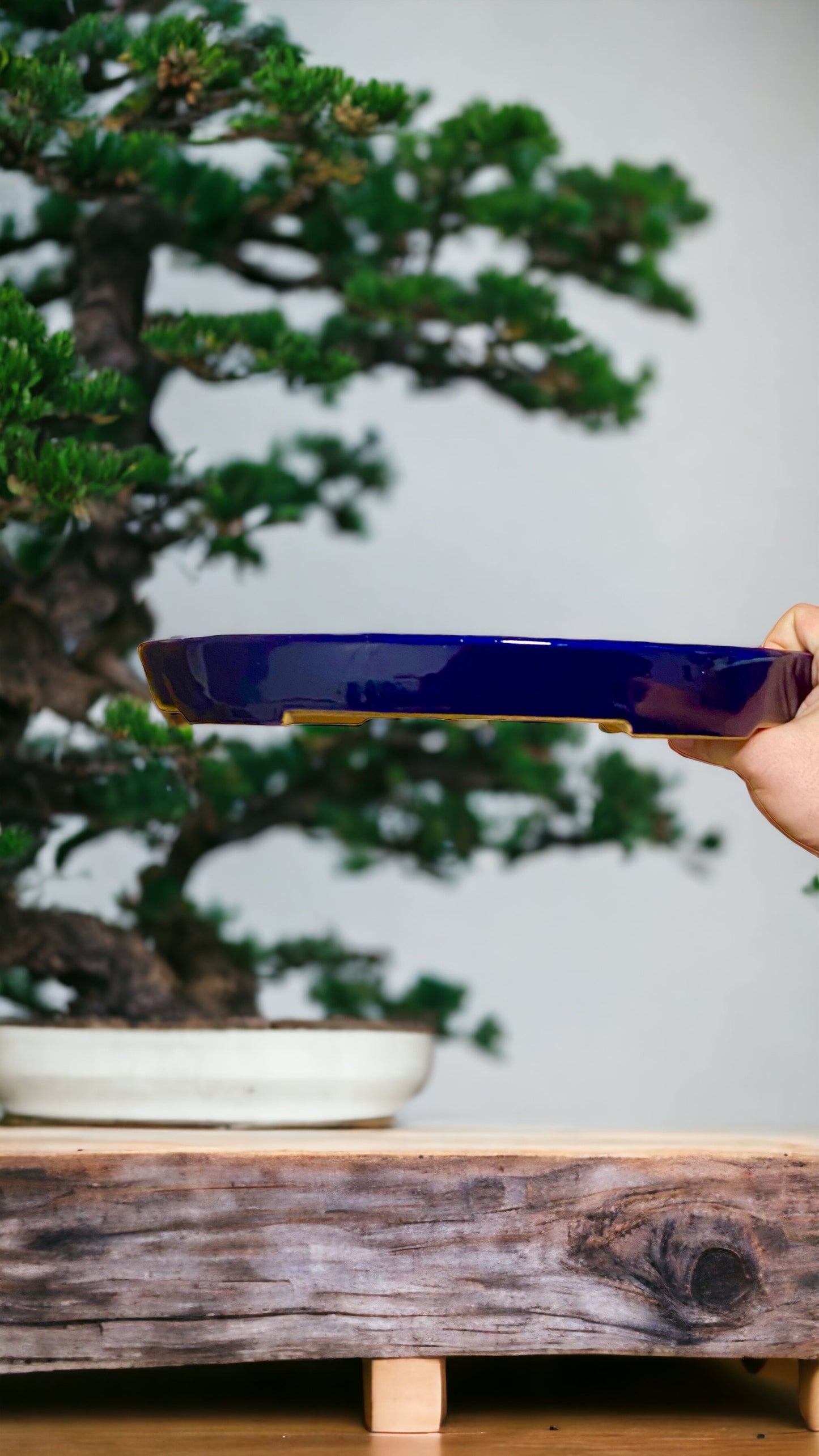 Reiho Seizan - Large Ruri Blue Glazed Shallow Oval Bonsai Pot