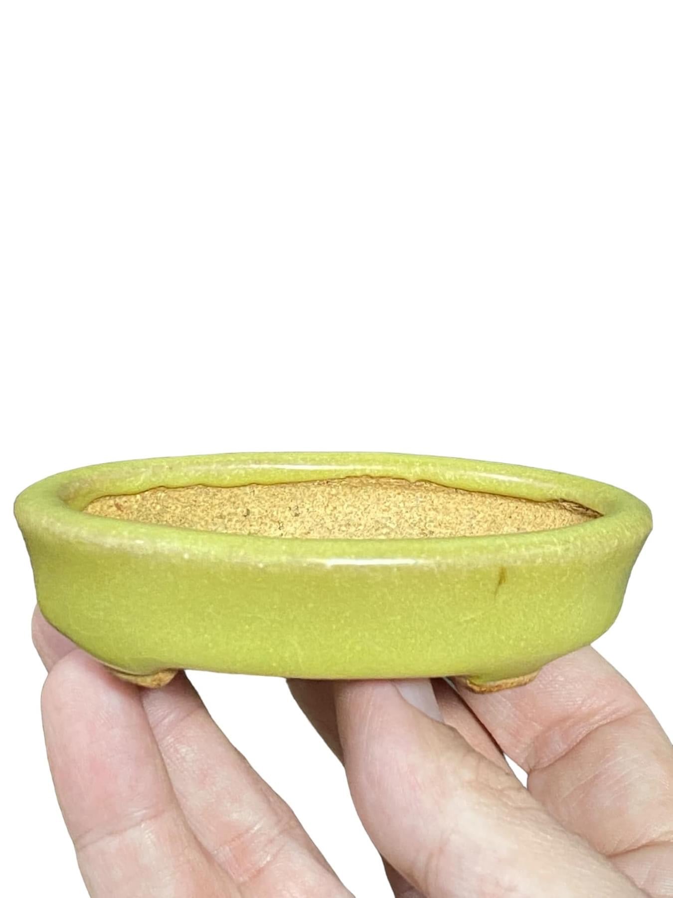 Hattori - Rare Older Yellow Oval Bonsai Pot
