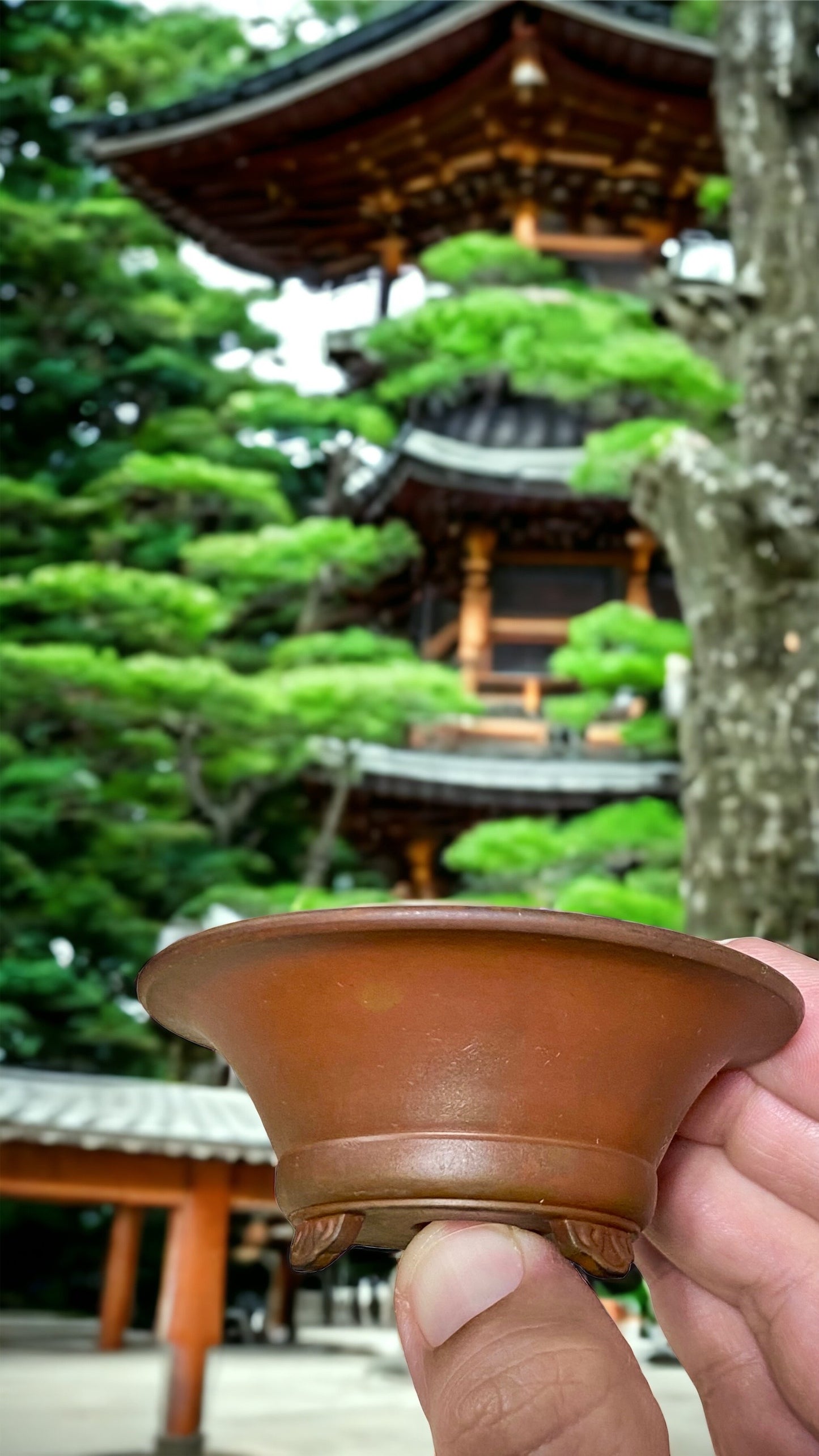 Senkouen - Quite Old Footed Bowl Bonsai or Accent Pot
