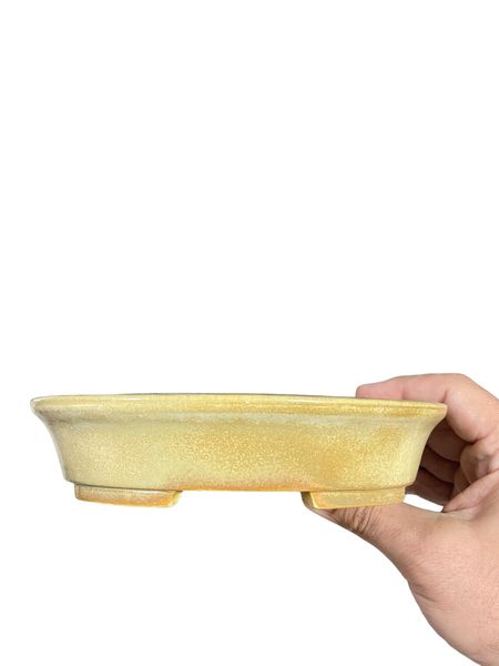 Koyo - Cream Glazed Oval Bonsai Pot (7-1/4" wide)