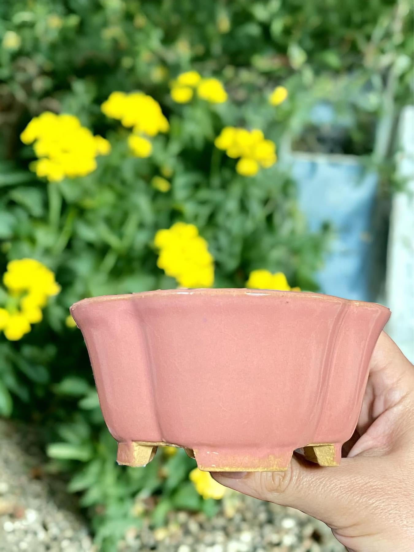 Shibakatsu - Glazed Flower Shape Bonsai Pot
