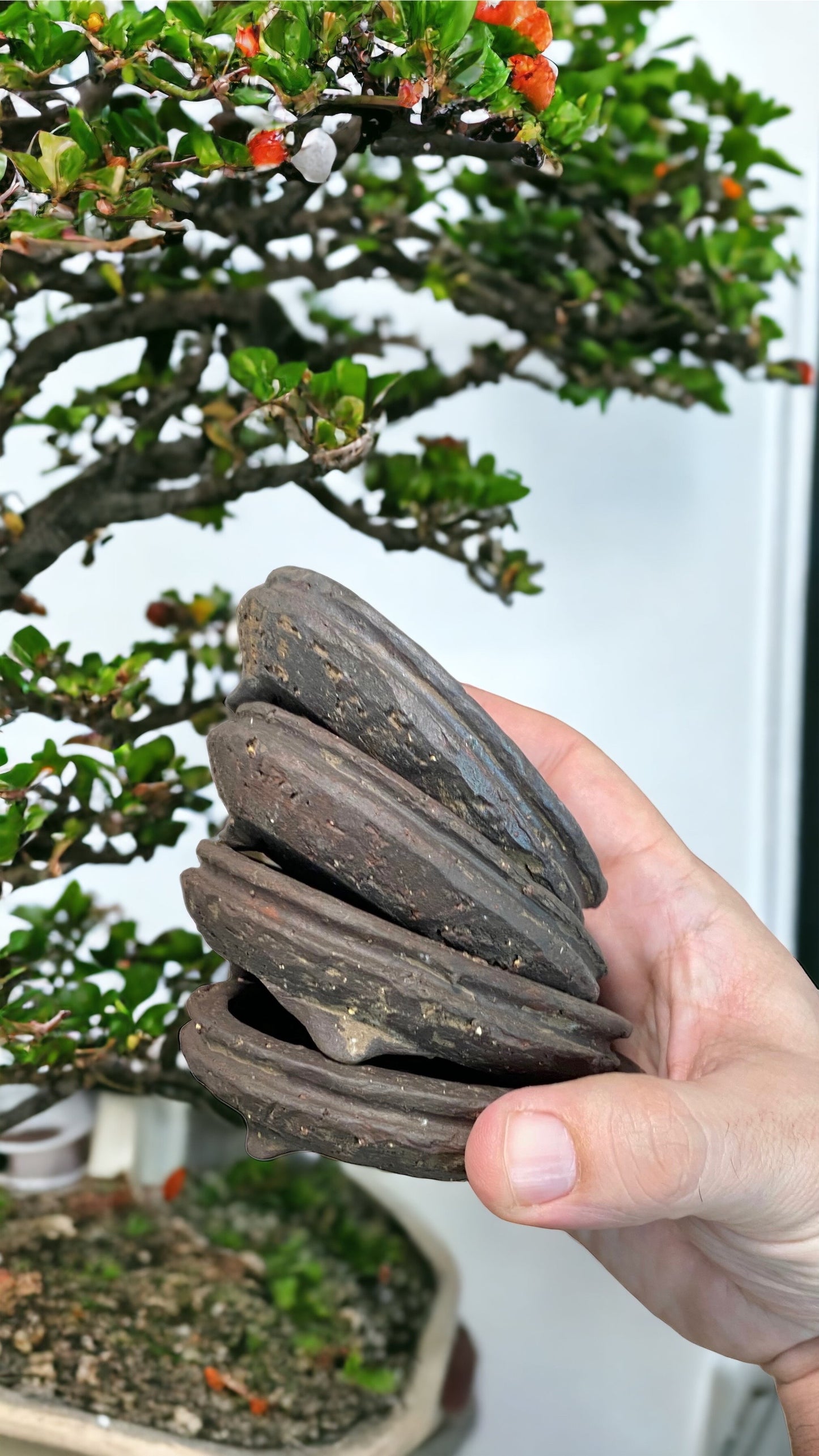 Shuho - Unglazed Footed Round Bonsai or Accent Pots